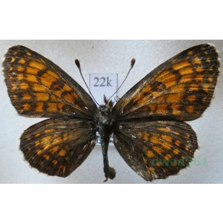 Melitaea athalia scardona Fruhstorfer, 1910 male Przeplatka atalia Greece20k